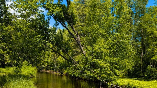 Une jetée en bois s’étendant dans un fleuve paisible, bordée d’une végétation luxuriante.