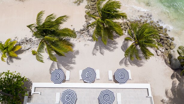Vista aérea de una playa con palmeras y una fila de sombrillas.