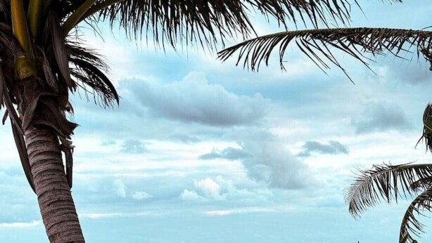 A beach with a wooden bench and a small table, surrounded by lush greenery and a palm tree. - IIK: A Hip Condo-Hotel Oasis in Tulum Centro (Tulum)