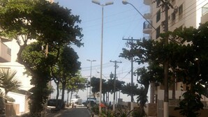 Eine von Bäumen gesäumte Straße mit Bänken und Gebäuden an beiden Seiten.