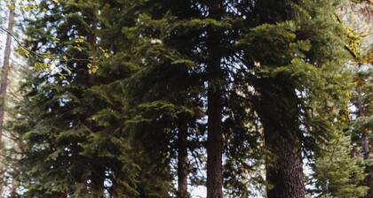 Quiet Mind Lodge Retreat & Spa Sequoias