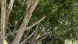 Uma trilha arborizada com um caminho pavimentado, cercada por vegetação e árvores.