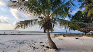 Une plage avec un palmier, un rivage sablonneux et une vue dégagée sur l’océan.