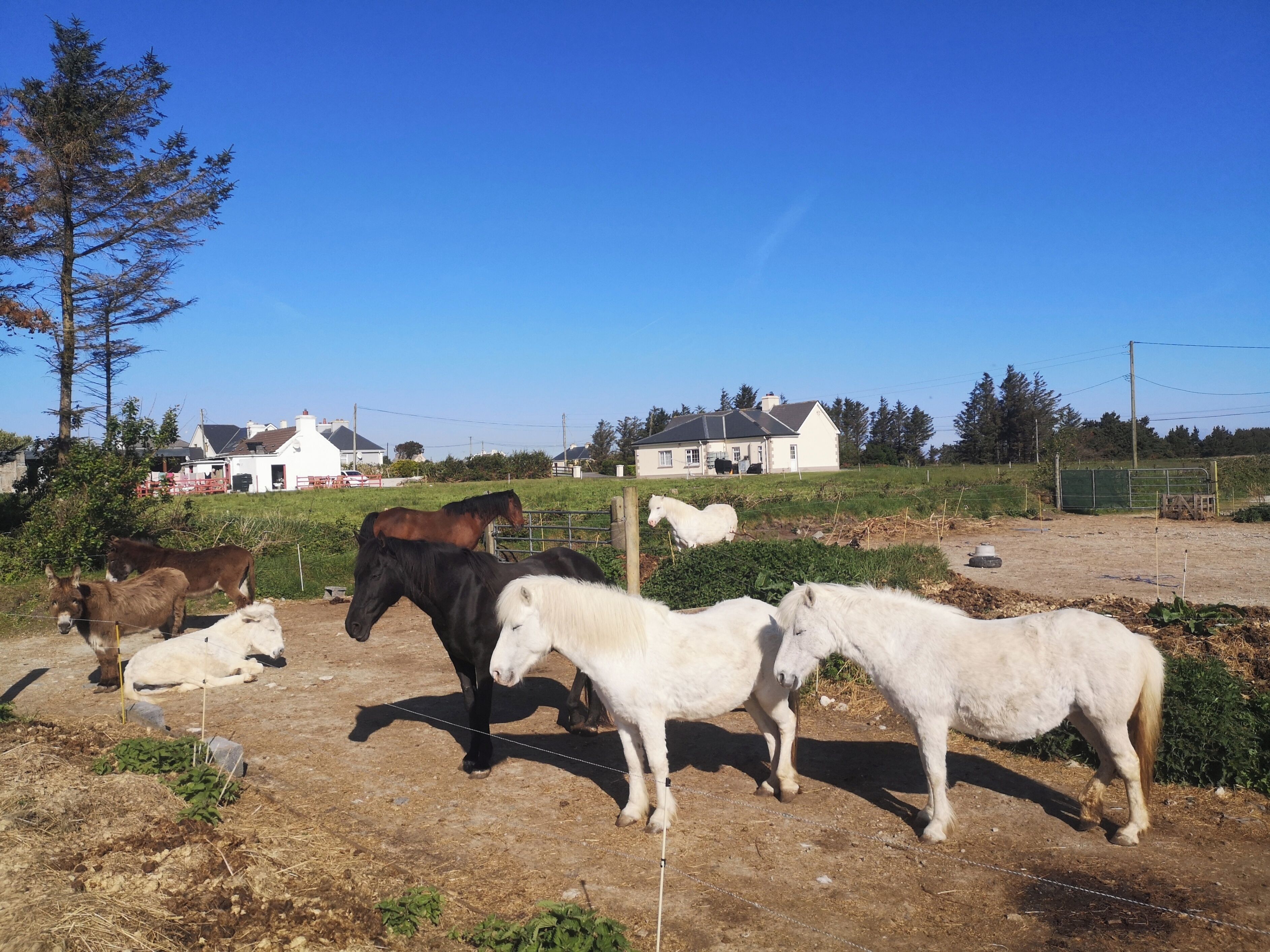Un establo con caballos y un área cercada, rodeado de casas y árboles.