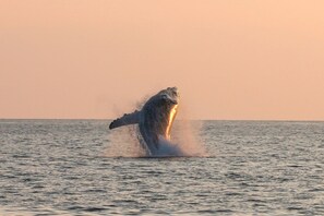 A whale breaching the ocean surface. - Kohala Estate Home 3 Bedroom Estate by RedAwning (Kamuela)