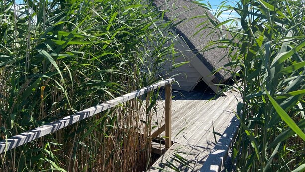 A wooden deck leading to a building with a thatched roof, surrounded by tall grass. - Reed hut / pile dwelling on Lake Neusiedl (Ruster Bucht)