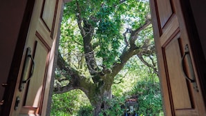 Une porte en bois ouverte, encadrant un grand arbre aux feuillages denses.