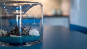 Un récipient transparent en verre, avec une base bleue, contenant des objets blancs et bruns, peut-être des coraux ou des algues, posé sur une surface bleue.