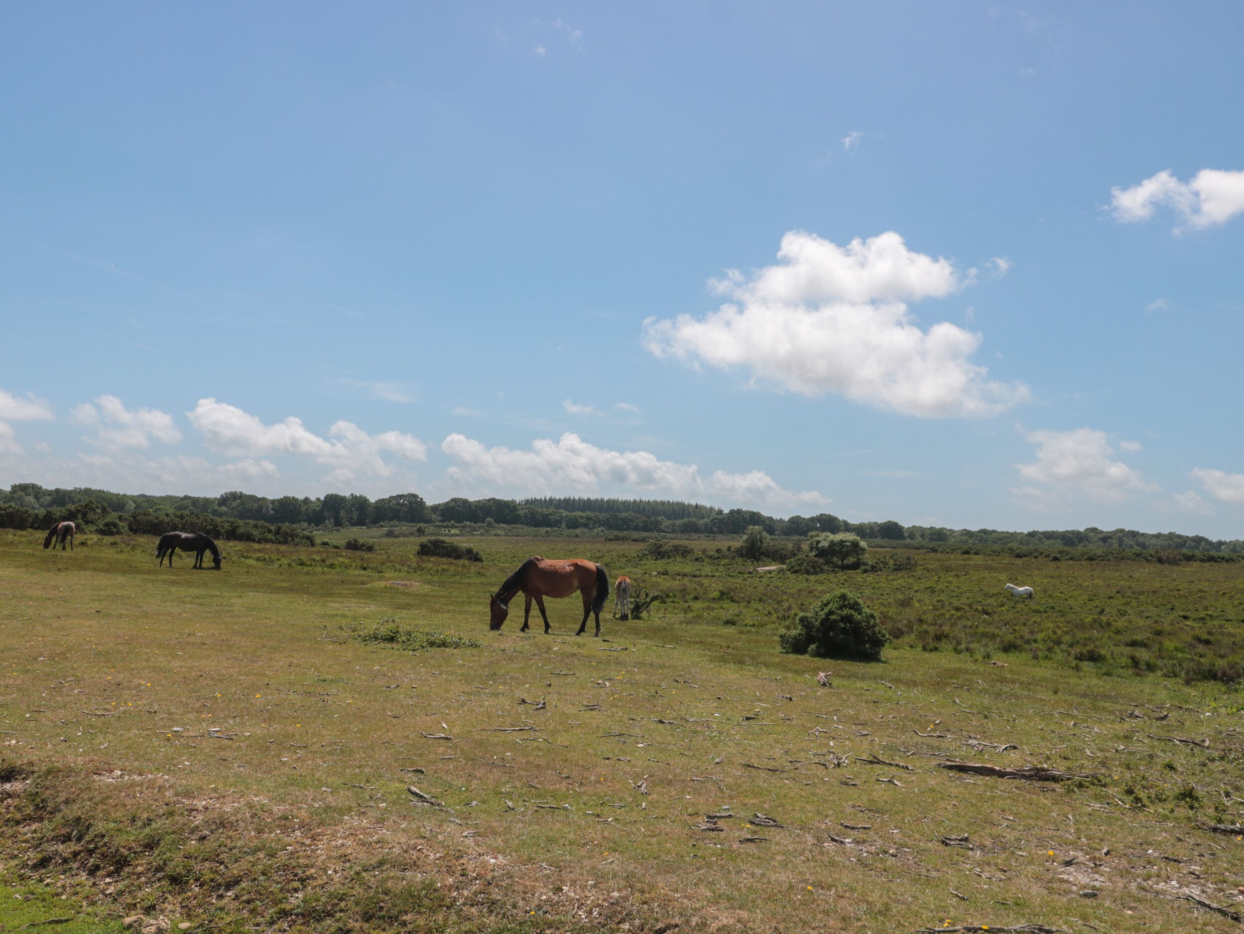 A wide-open field with horses grazing.