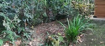Caribbean Rainforest Home at Samasati Nature Preserve!