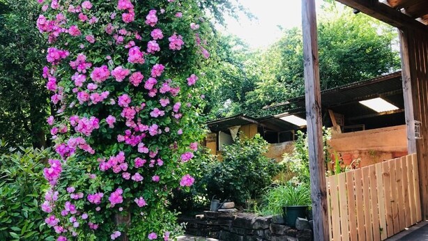 Un jardin avec des fleurs roses, une clôture en bois et un mur de pierre.
