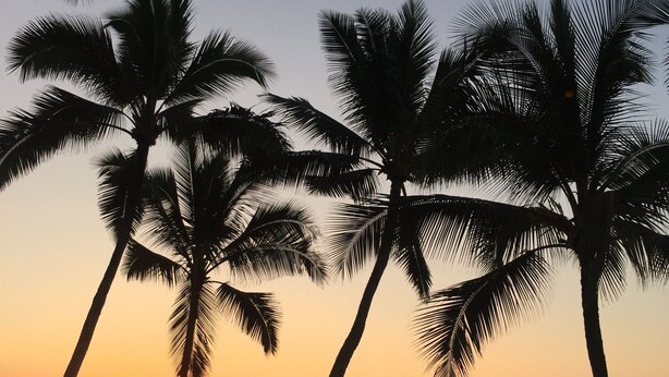A sunset view with palm trees and the ocean.