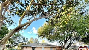 A backyard with a brick house, a tree, and a small shed.