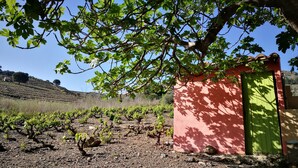 Viñedo con hileras de vid y un edificio con puerta verde.