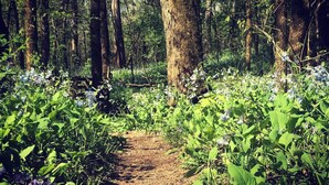 A forest path surrounded by lush greenery and trees. - Dewey Cottage - Central to All of SEMO Adventures (Farmington)