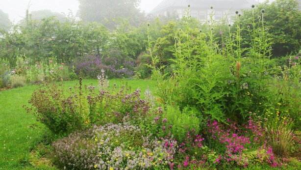 Ein Garten mit unterschiedlichen Pflanzen und Blumen, einer Rasenfläche und einem Gebäude im Hintergrund.