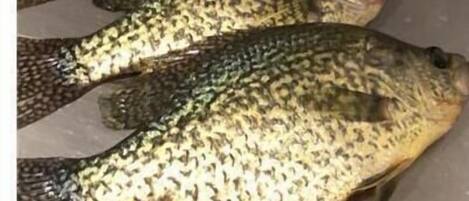 Three fish on a metal surface.