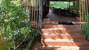 A covered outdoor area with a brick pathway leading to a seating area, surrounded by greenery.