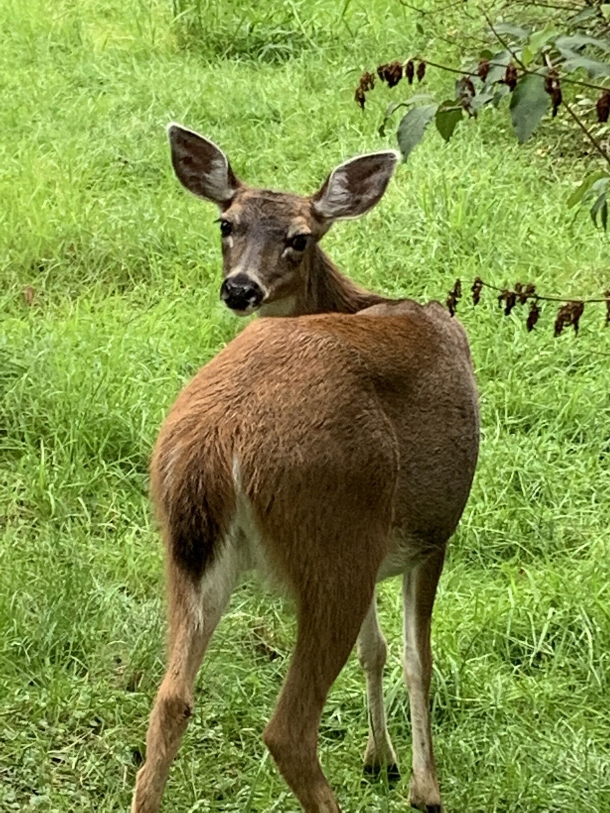 Værtens profilbillede