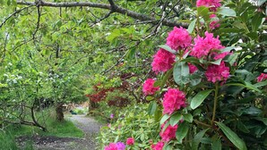 Un chemin de gravier bordé d’une végétation luxuriante et de fleurs d’un rose éclatant.