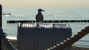 A seagull perched on a woven chair by the sea.