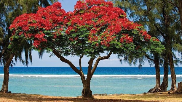 A tree with red flowers by the ocean.