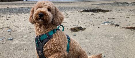 A curly-haired dog sitting on a sandy beach with a view of the sea and distant mountains.