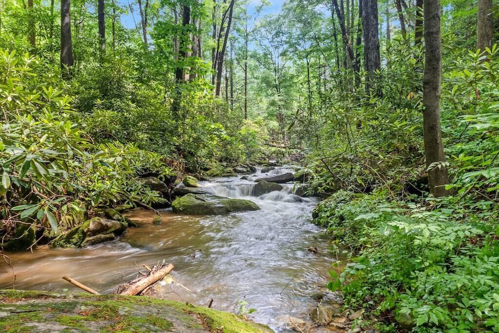 A forest stream with rocks and lush greenery.