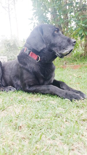 Pet-friendly - Treehouse (Valle de los Chillos)