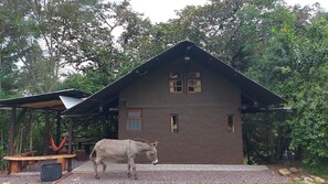 Property grounds - Treehouse (Valle de los Chillos)