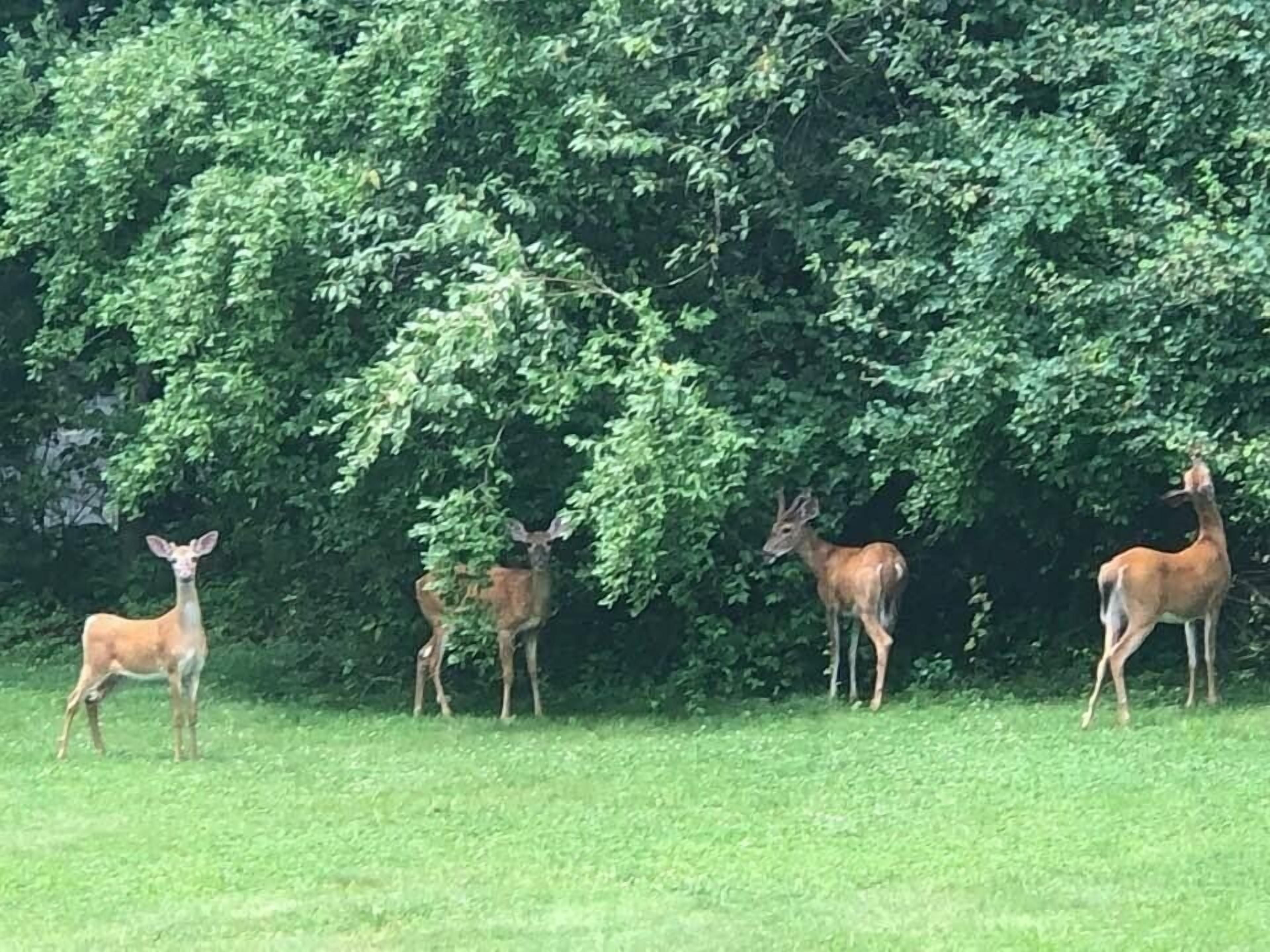 Een groep herten staat in een begraasd veld met weelderige beplanting op de achtergrond.