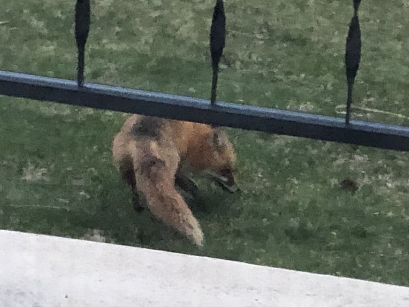 A fox on a grassy area with a metal fence in the foreground.