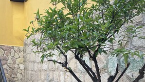 A potted tree with a stone wall and a staircase with patterned tiles. - Designer apartment in the historic center (Palermo)