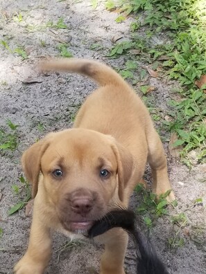 Pet-friendly - Cute 2 Bedroom, 1.5 Bath Just a 5 Minute Walk and Your on the Beach (St Augustine)