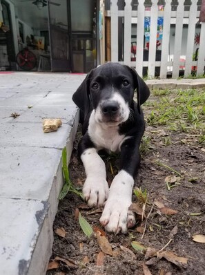 Pet-friendly - Cute 2 Bedroom, 1.5 Bath Just a 5 Minute Walk and Your on the Beach (St Augustine)