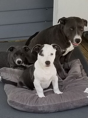 Pet-friendly - Cute 2 Bedroom, 1.5 Bath Just a 5 Minute Walk and Your on the Beach (St Augustine)