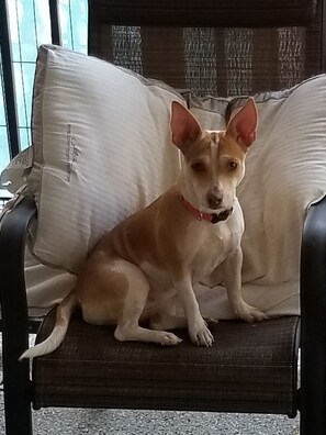 Pet-friendly - Cute 2 Bedroom, 1.5 Bath Just a 5 Minute Walk and Your on the Beach (St Augustine)