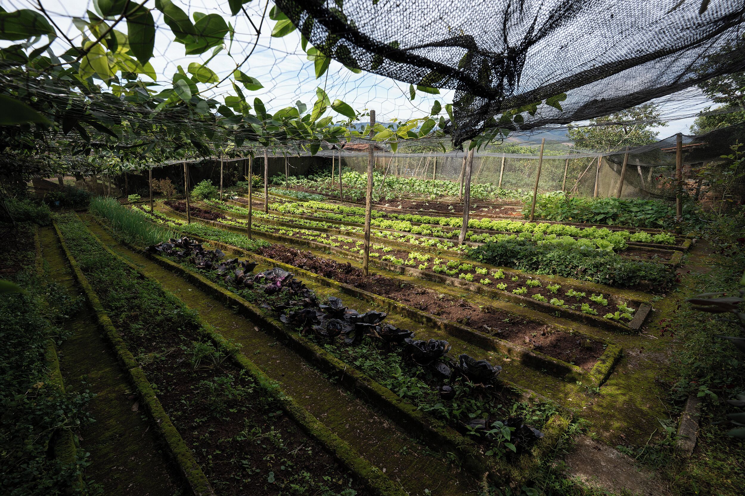 A greenhouse with multiple rows of plants, a mesh roof, and a wooden structure.