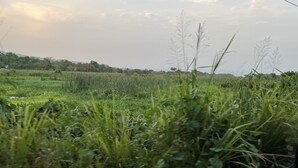 Un paysage rural avec des champs et des arbres.