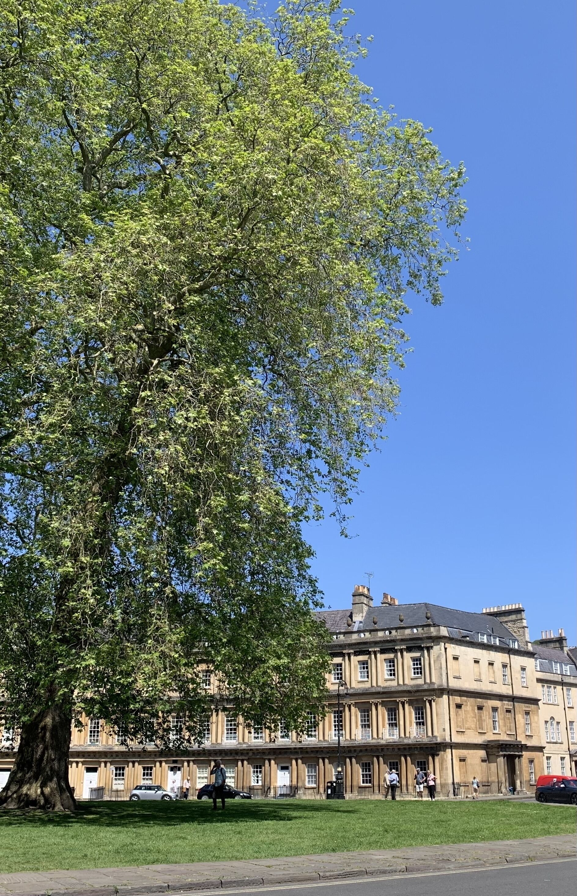Un grand arbre se dresse devant un bâtiment historique doté de nombreuses fenêtres et d’un toit plat.