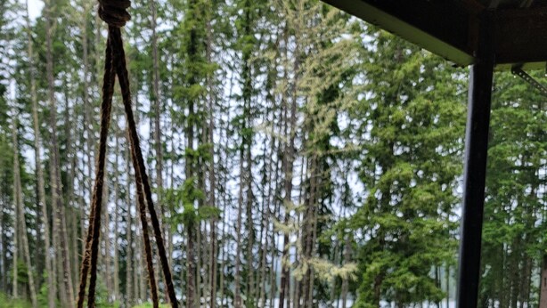 A hanging planter with plants, a stone pathway, and a view of a forested area. - Lake front LAWN FLOOR of bi-level home.
 bottom floor only. private entrance. (Dorena)