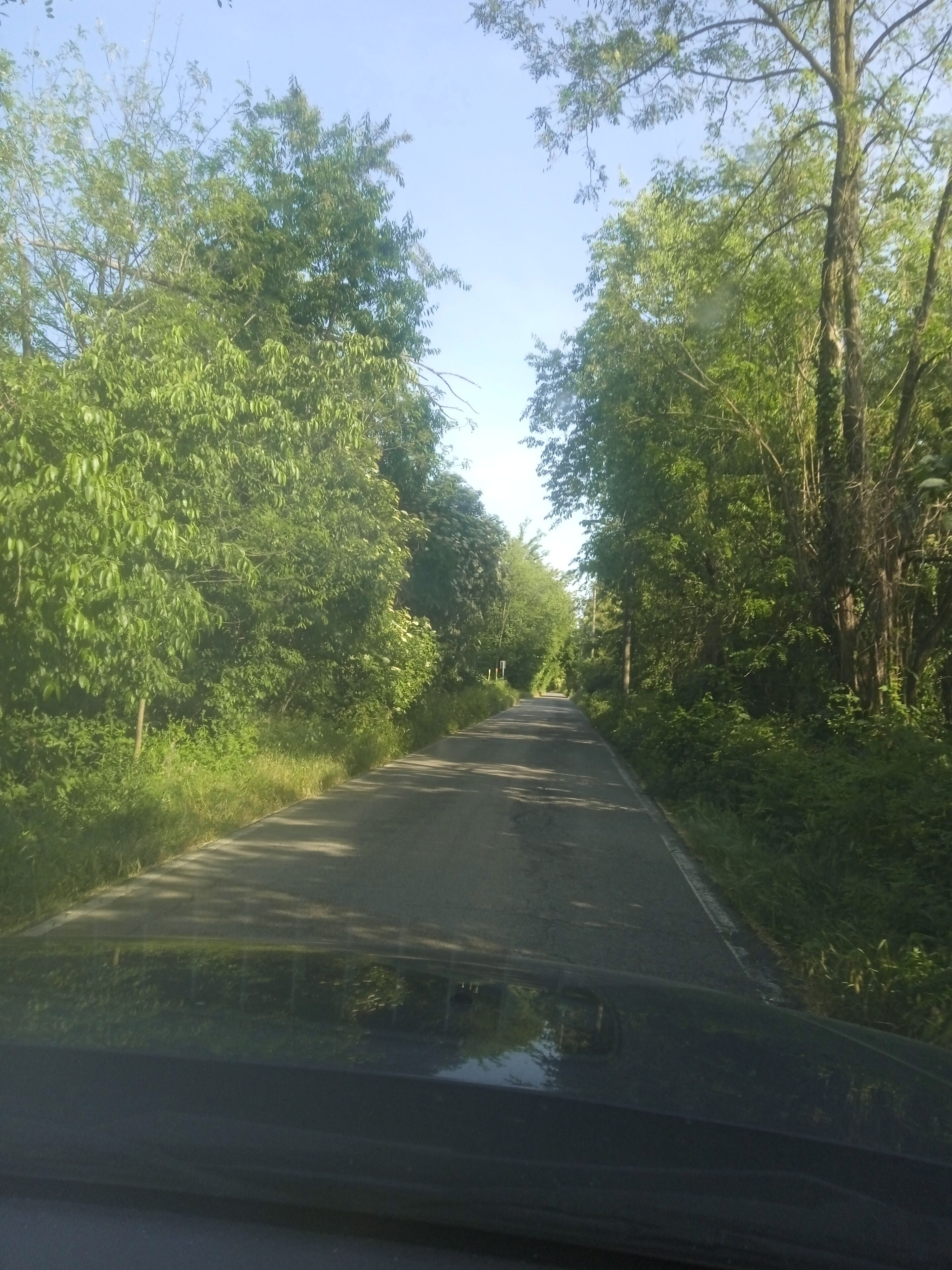 Uma estrada estreita ladeada por vegetação densa e verde.