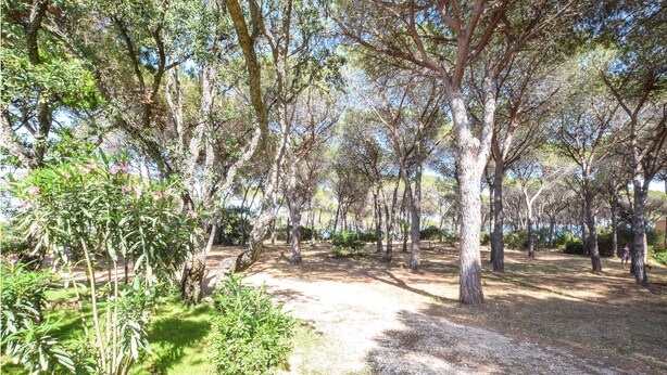 A forested area with a dirt path, trees, and some greenery. - 1 bedroom beach front home in Budoni (Budoni)