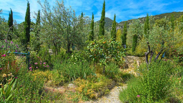 Un jardí amb un camí de grava, diferents plantes i arbres alts.