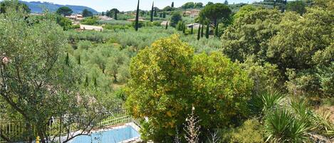 A lush garden with a swimming pool, surrounded by various trees and shrubs.