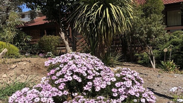 A garden with flowering plants and a large tree. - Hawker 4BR House（Air-Con, WiFi, Netflix, Parking） (Hawker)