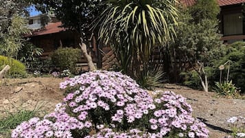 A garden with flowering plants and a large tree.
