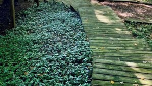 A wooden deck leading to a cabin with a staircase. - Big Twin Lodge-Fall Color Haven! Off-Roading, Snowmobiling, Wooded Seclusion! (Mancelona)