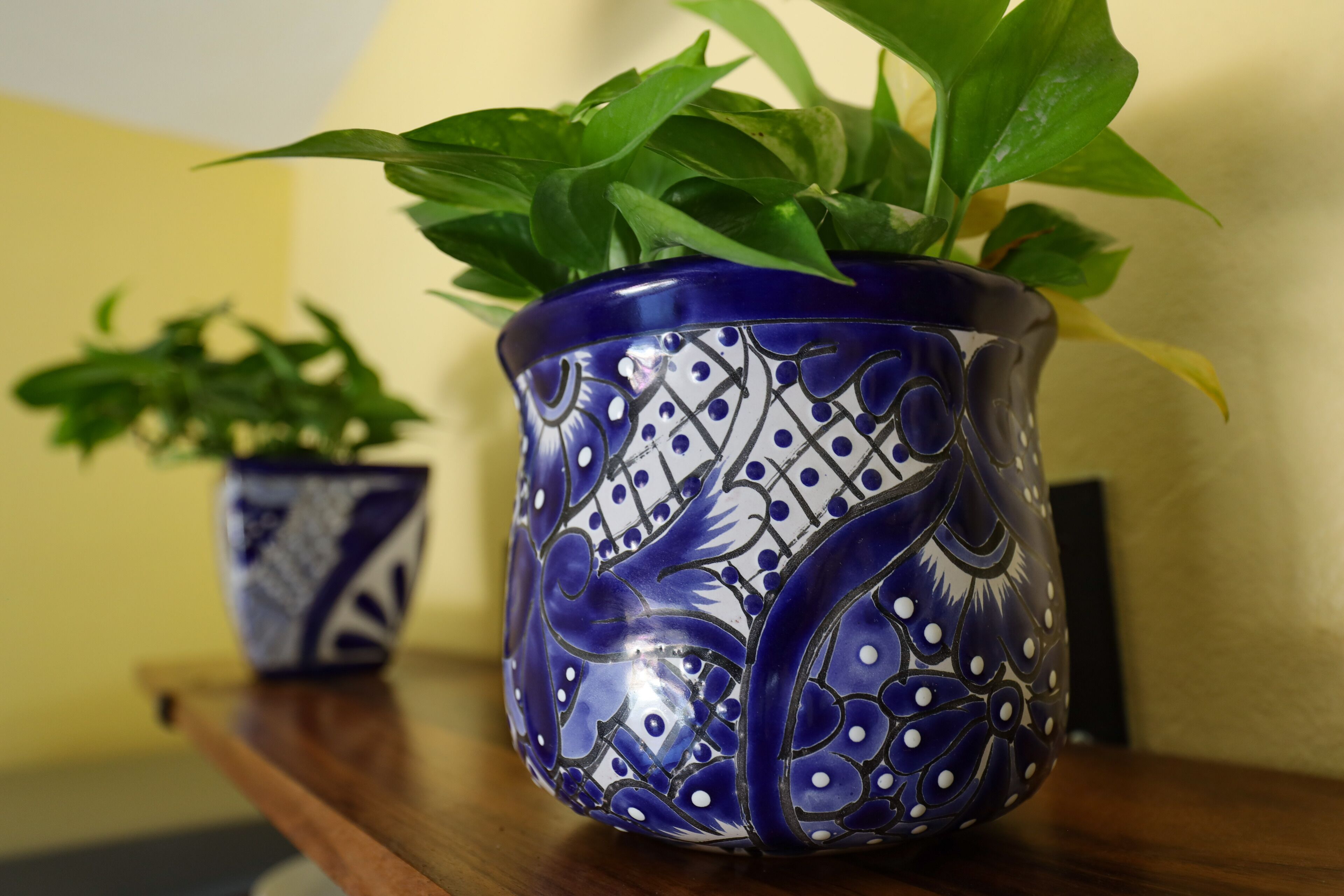 Una planta en maceta con un diseño azul y blanco sobre una superficie de madera.