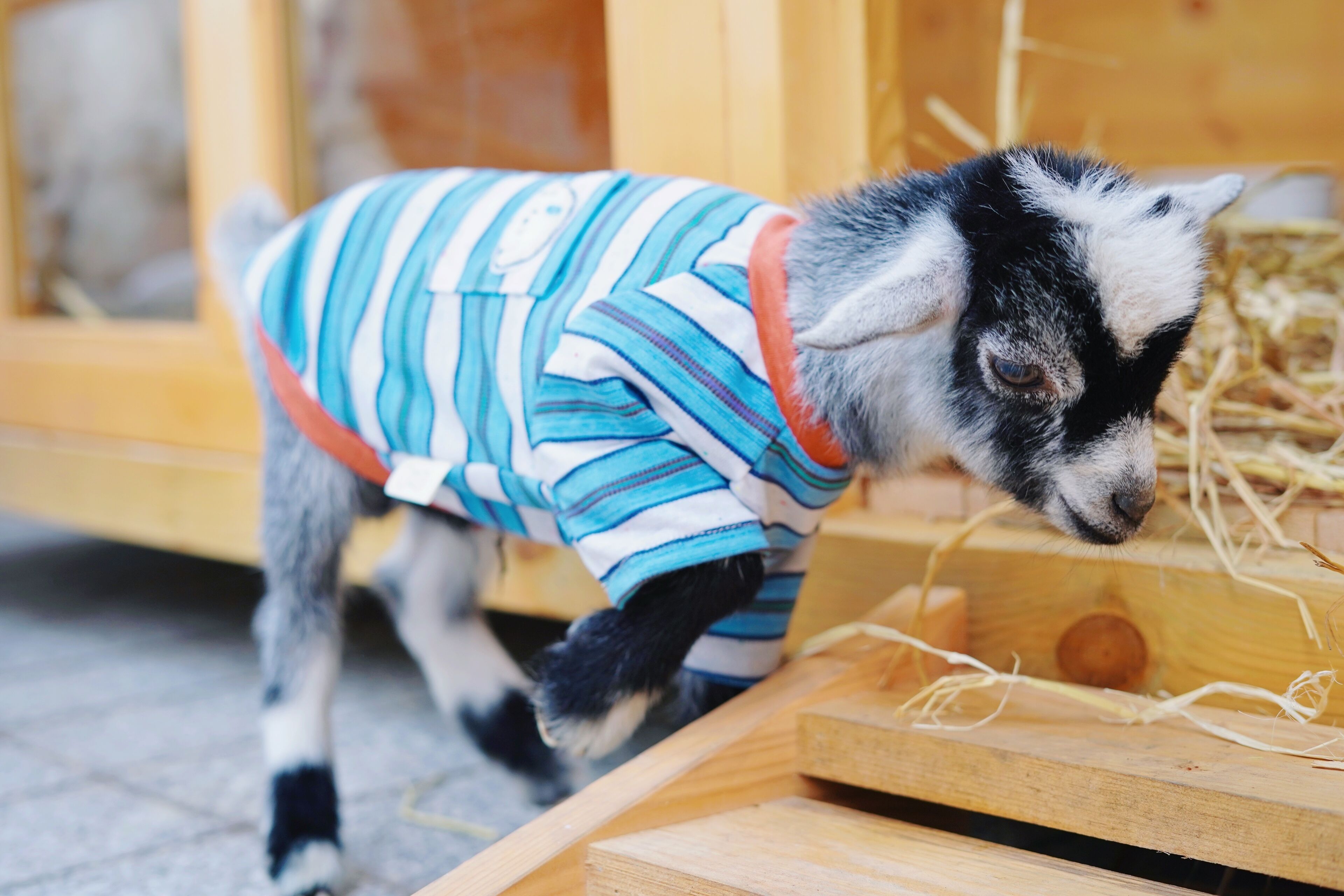 A goat in a striped outfit near a wooden structure.